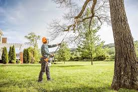 Best Tree Preservation Services  in Byram Center, NJ