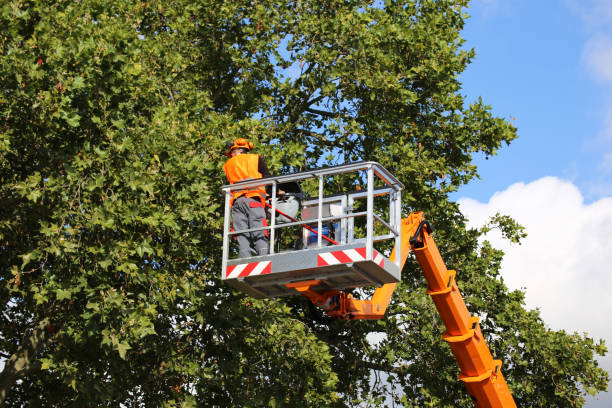 Best Firewood Processing and Delivery  in Byram Center, NJ