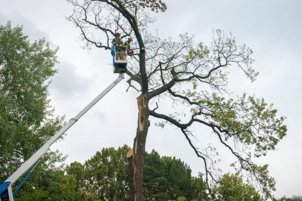Best Tree Mulching  in Byram Center, NJ