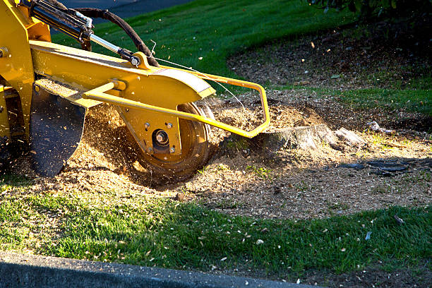 Best Stump Grinding and Removal  in Byram Center, NJ