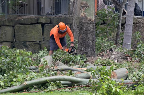 Best Tree Removal  in Byram Center, NJ